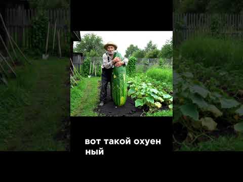 Поддержите деда лайком и репостом, он столько старался чтобы вырастить этот огурчик
