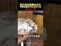 見た目は猛獣なのに中身は赤ちゃんみたいなピューマ
