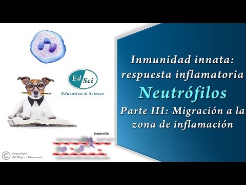 Vídeo: Dirigirse A La Señalización De Interleucina (IL) -30 / IL-27p28 En Células Madre Cancerosas Y En El Entorno Del Huésped Inhibe Sinérgicamente El Crecimiento Del Cáncer De Próstata