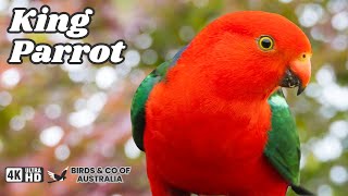 Stunning Wild King Parrots feeding at my door! Feeding Australian WILD PARROTS and MUCH More #parrot