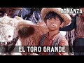 Bonanza - El Toro Grande | Episode 16 | TV Western Series | Cowboy Movie