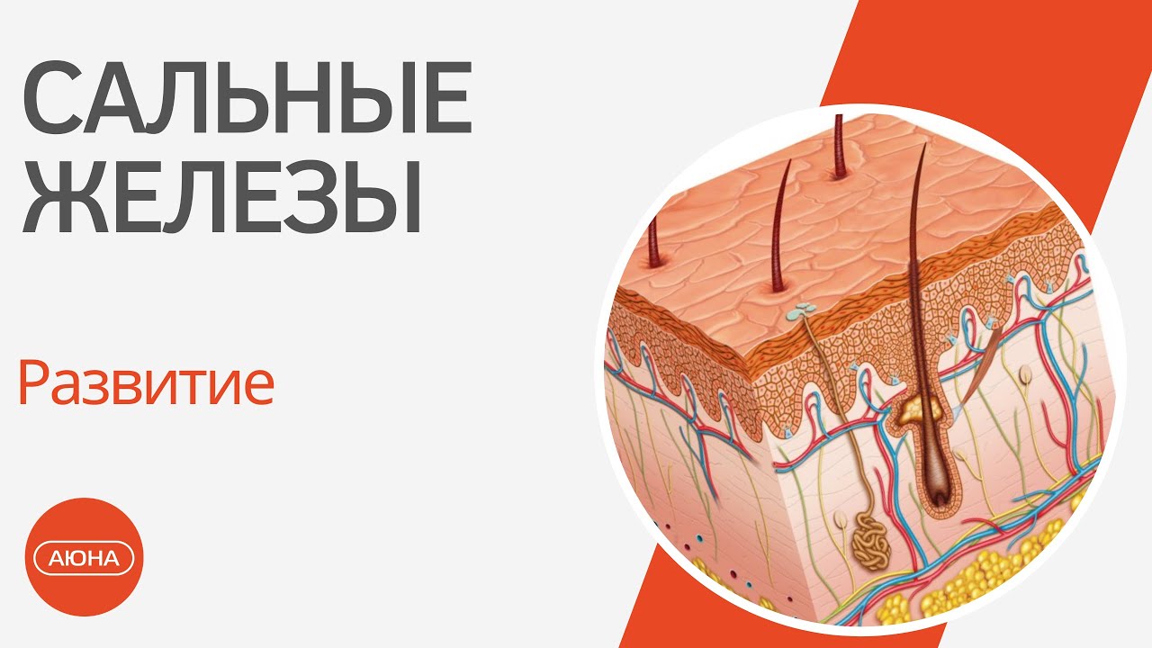 САЛЬНЫЕ ЖЕЛЕЗЫ и проблемная кожа - как это устроено? - YouTube