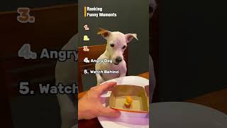 Ranking Top 5 Funny Moments  #funny #moments #fails