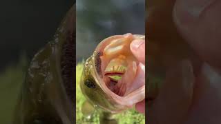 Download Lagu How many fish can a GIKA RIG catch? MP3