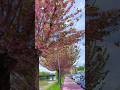 Melodies of the Wild: Flowers and Birds Togethe#ytshorts #shortsvideo #comedy #youtubeshorts #funny