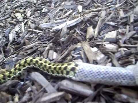 Garter snake shedding - YouTube