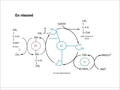 Vidéo: Est-ce que la pyruvate déshydrogénase produit du co2 ?