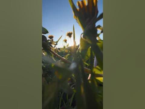Как круто снять траву с одуванчиками #идеядлявидео #креативноефото # ...