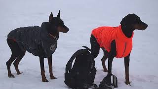 Ледяной апельсин, или Как правильно выгуливать собак зимой