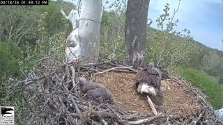 18.04.2026. NCTC Eagle Nest: Camera 2 #naturelovers #birdlovers #birdswatching
