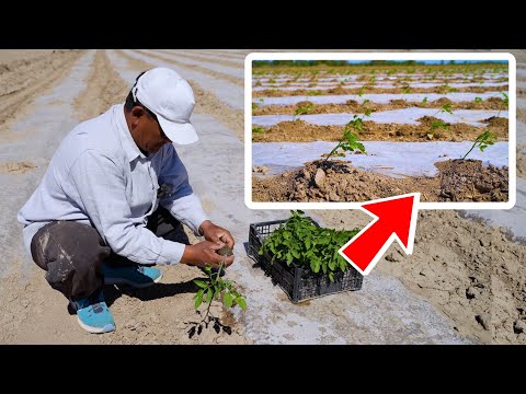 Video: Кактустарды жана ширелүү өсүмдүктөрдү үй ичинде өстүрүү