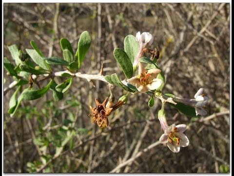 RASCAVIEJAS - Lycium europaeum