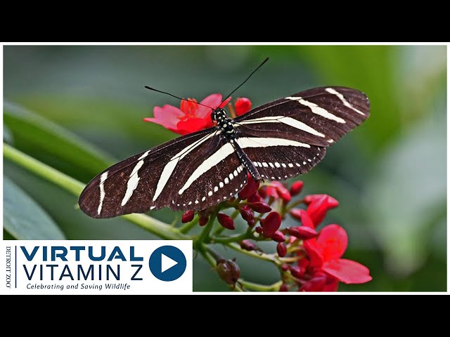 Virtual Vitamin Z Videos Detroit Zoo