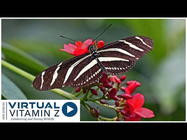 Virtual Vitamin Z | Zoo Educational Lesson: Explore the Detroit Zoo Butterfly Garden Part 1