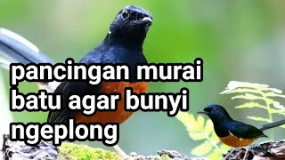 pancingan murai batu agar bunyi ngeplong