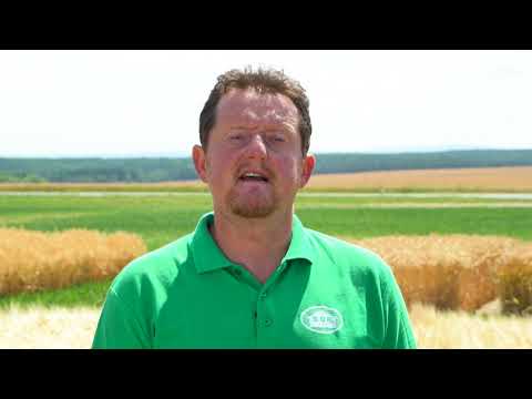 Video: Jak Pěstovat Ječmen