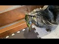 (閲覧注意)捕らえた大物をどうしても自慢したくて、見せに来る居候の猫(a house cat that pays rent)