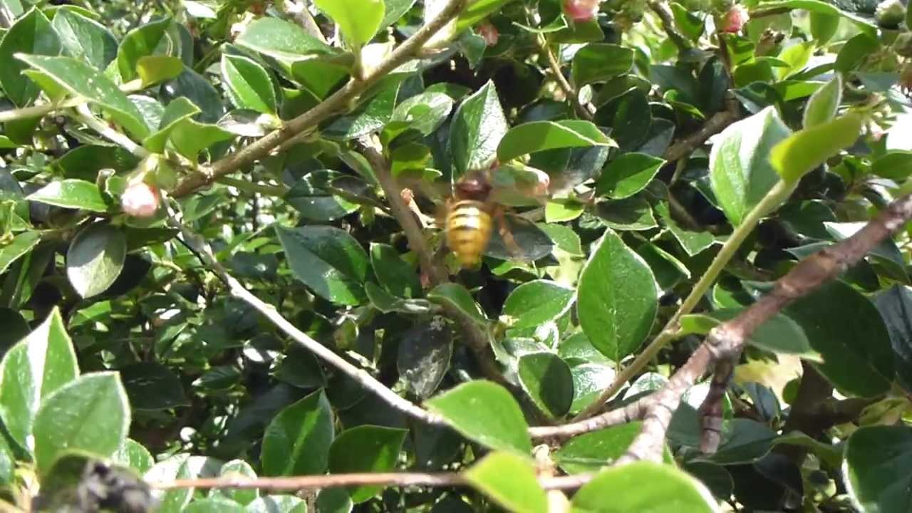 Wasp pollinating Cotoneaster -  Geitungar að frjóvga Mispil  -  Mispill - Skordýr