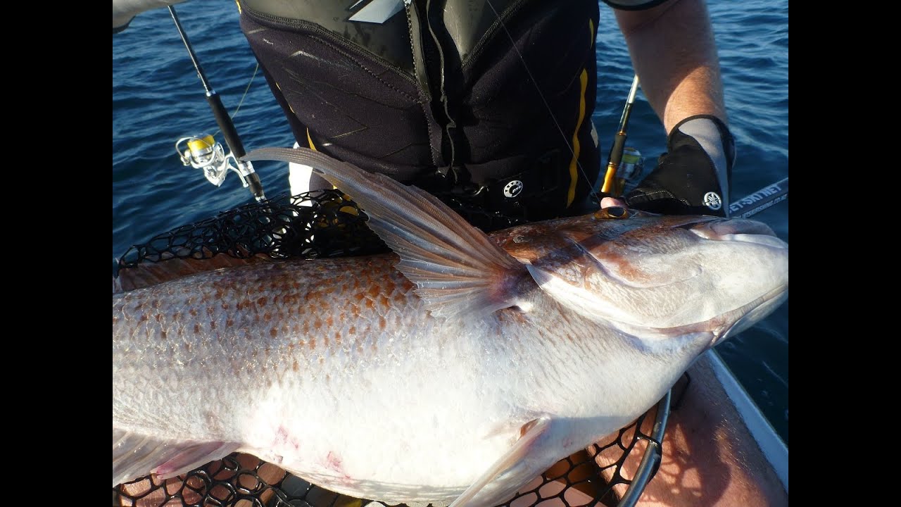 Massive Snapper on soft baits with Jetskifishing YouTube