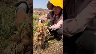Garlic Farming Life And Remove Harvest trending garlic agriculture 2026