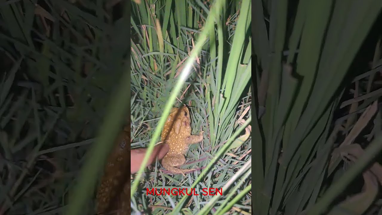 Green Tree Frog /Common frog/cricket frogs/ Banded bullfrog/Asian common toad 