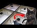 CAT in AUTOMATIC ESCAPE ROOM - Can it SOLVE ALL THE PUZZLES?
