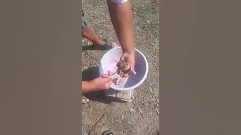 Как извлечь из ракушки мясо живого рапана