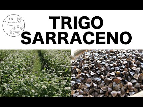 Video: Sembrando Trigo Sarraceno