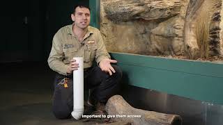 Learn how to create a Lizard Lounge at home!