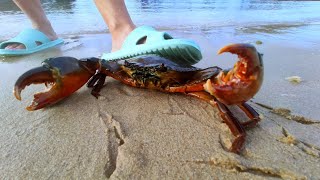 Huge green crabs appear at night. Catch rare sea creatures and cook