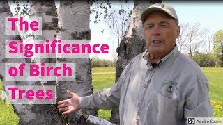 The Significance of Birch Trees