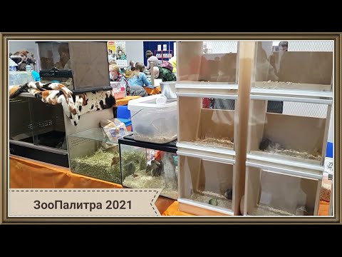 ЗооПалитра 2021 - выставка животных: морские свинки, хомяки, крысы, шиншиллы, дегу, мыши, ежи и др.