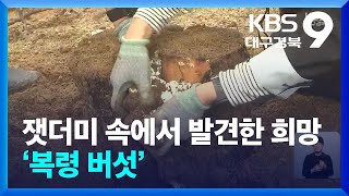 잿더미 속에서 발견한 희망 ‘복령’ 버섯…“새 소득원 기대” / KBS 2024.04.26.