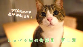 【しゃべる猫総集編 vol2】保護した仔猫が日本語を話すようになるまでの成長記録