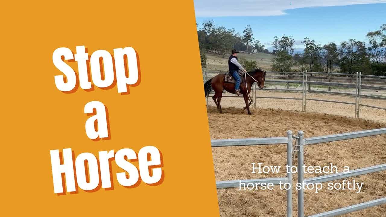 How To Stop a Horse YouTube