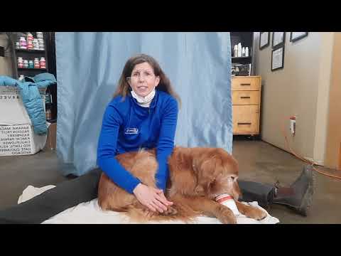 Video: Terapi Kenyamanan Anjing Berduka Di Rumah Pemakaman White Plains [Video]