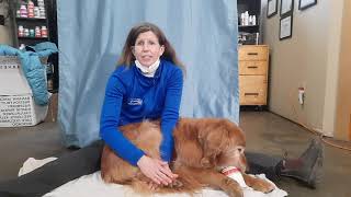 Help your dog with hip dysplasia