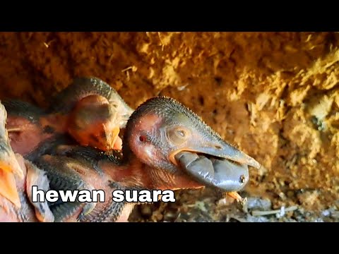 @HEWAN SUARA// ANAK BURUNG KINGFISHER TAMPAK MENELAN HEWAN ANEH