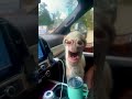 Funny donkey #donkey #animals #funnyanimals #funnyvideos #Foryou