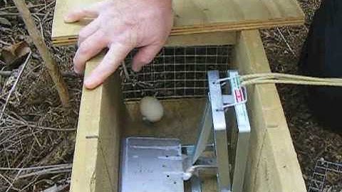 Setting a Stoat Trap with a Rope