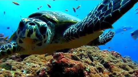 Quran  Surah An-Nisa [The Women] Idrees Abkar - Complete Surah