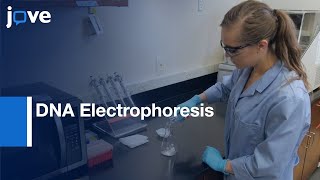 Dna Electrophoresis Using Thiazole Orange Dye Protocol Preview
