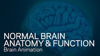 Normal Brain Anatomy and Function - Medical Animation