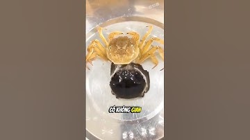 Bạn có biết tại sao cua phải lột xác không?