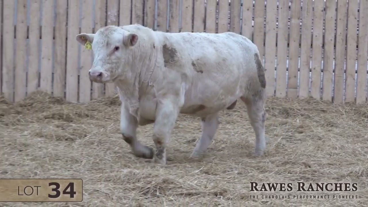 34 - RAWES SIR DALLAS 34K