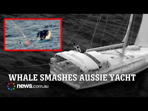 Aussie sailors rescued after yacht strikes whale in South Pacific