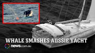 Aussie sailors rescued after yacht strikes whale in South Pacific