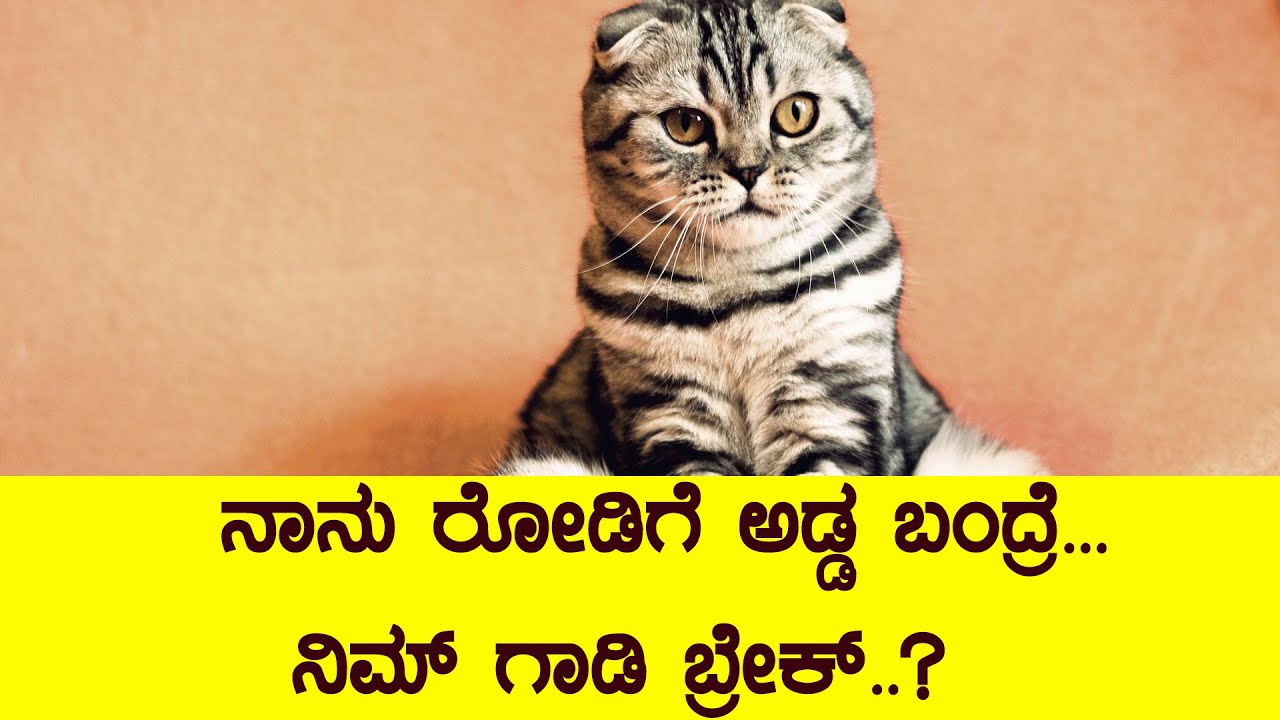 Marjala what if cat crossing our way Kannada vlog light shadow