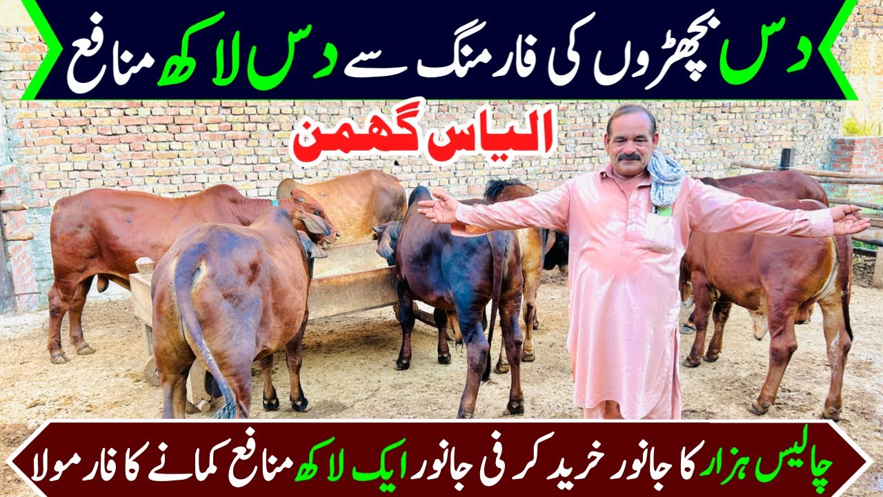 Bachra farming business plan in pakistan | bachra farming | bachra farming feasibility |