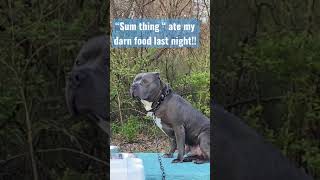 Staffy Lookin For Who Ate His Food